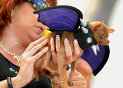 Cheryl Clark finishes adjusting a vampire costume on her chihuahua Beaner before competing in the Fantasy Fest Pet Masquerade Wednesday, Oct. 27, 2010. Photo by Rob O'Neal/Florida Keys News Bureau